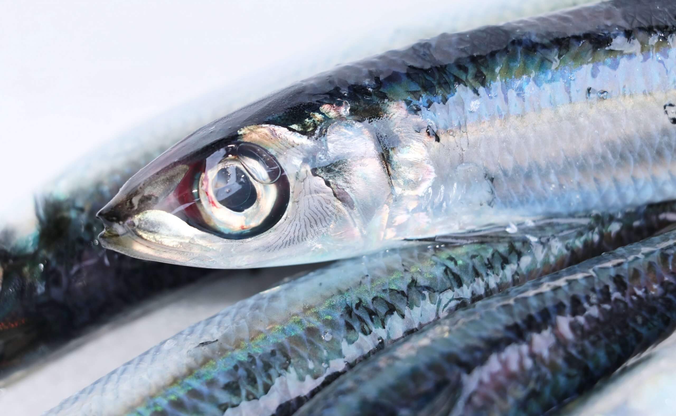 土佐の一本釣りうるめ鰯 鮮魚 旬の食材 匠の食材 旬匠