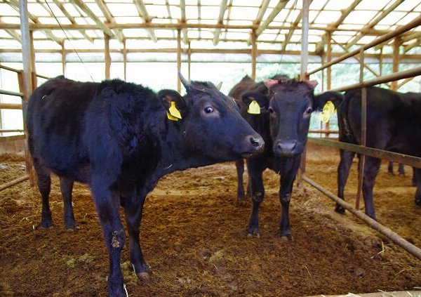 和牛・国産牛・輸入牛の違いを徹底解説！