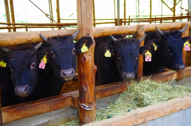 神戸牛の特徴や美味しさの秘密を徹底解説
